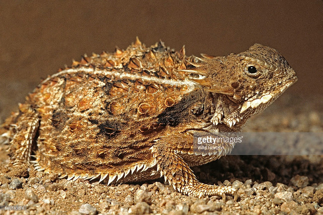 Shivers of 'bloody eyes' to defend the horns of horned lizards Picture 3