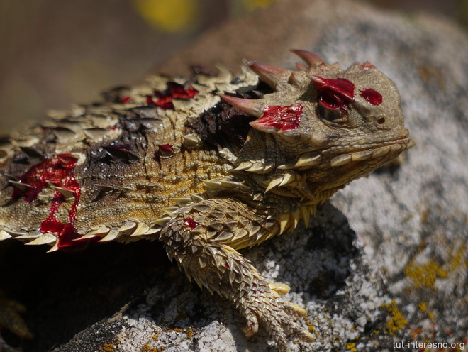 Shivers of 'bloody eyes' to defend the horns of horned lizards Picture 4