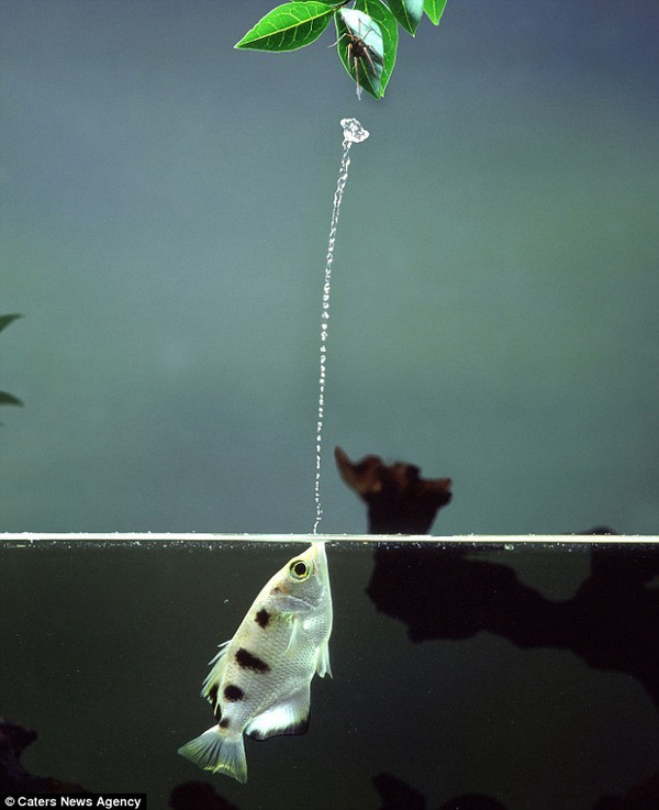 Shocked with the screen of 'bullet' water knocked down prey 2m away from the archers Picture 1