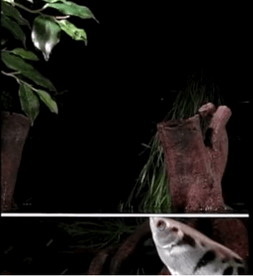 Shocked with the screen of 'bullet' water knocked down prey 2m away from the archers Picture 3