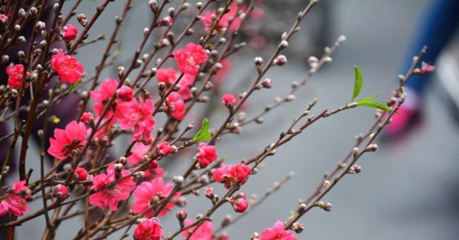 Should you burn the peach root before plugging it to the flower for long? Picture 2