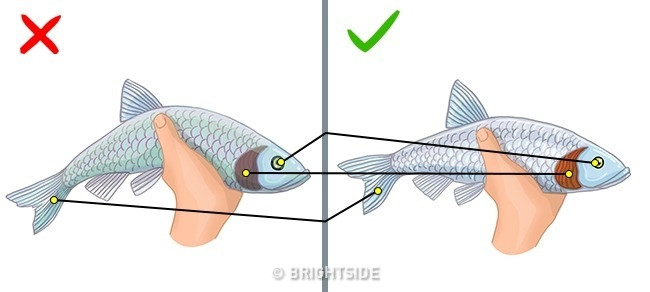 Simple tips make it easy to identify fresh, delicious fish Picture 1