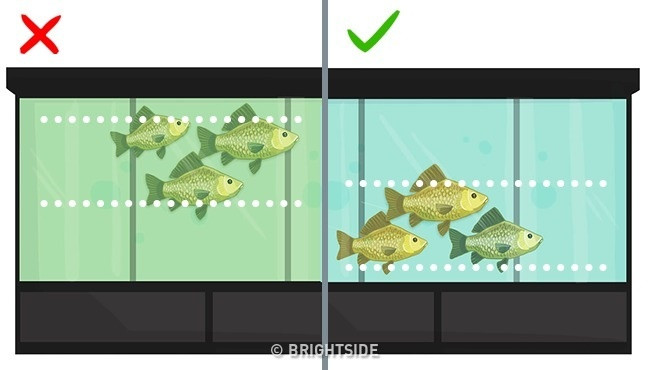 Simple tips make it easy to identify fresh, delicious fish Picture 2