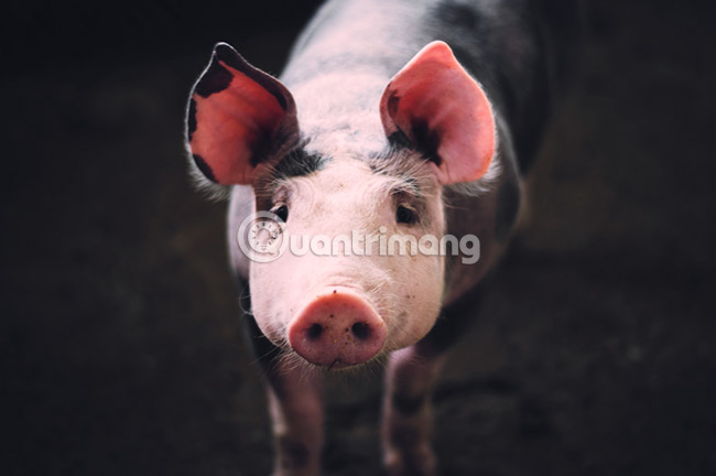 Simulate the quality of film images in digital photos with Photoshop Picture 10