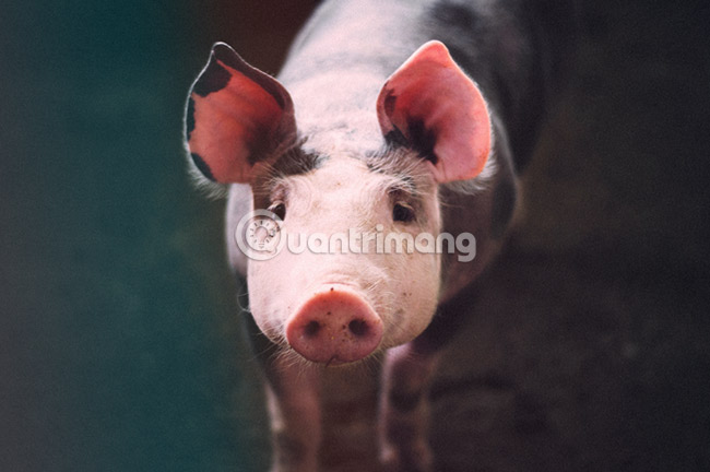 Simulate the quality of film images in digital photos with Photoshop Picture 14