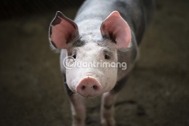 Simulate the quality of film images in digital photos with Photoshop Picture 3