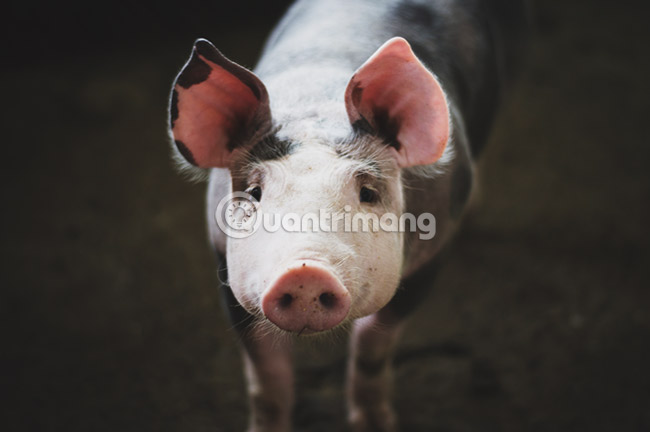 Simulate the quality of film images in digital photos with Photoshop Picture 6