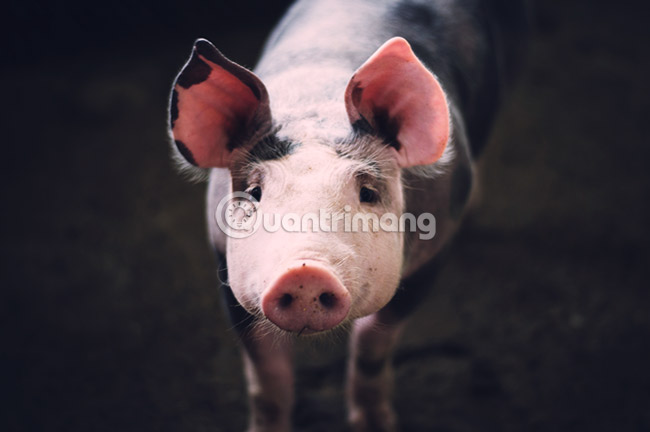 Simulate the quality of film images in digital photos with Photoshop Picture 8