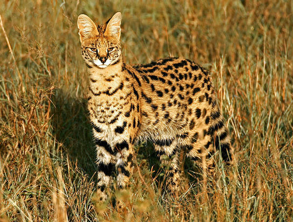 Snake dead readers fool African wild cats Picture 1