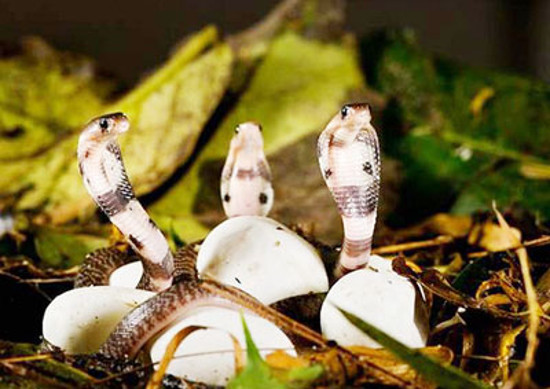 'Snake kingdom', where snakes go back into flocks in Vietnam Picture 2