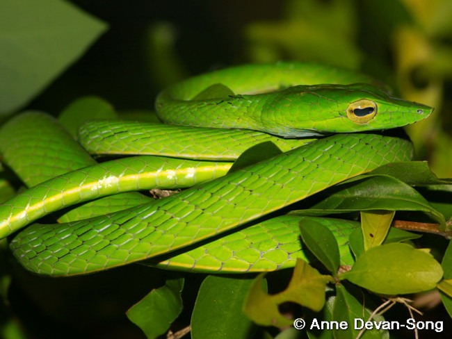 'Snake kingdom', where snakes go back into flocks in Vietnam