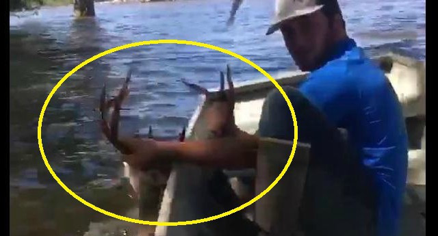 Spectacular sight of a man using a boat to save the deer from deep water Picture 1
