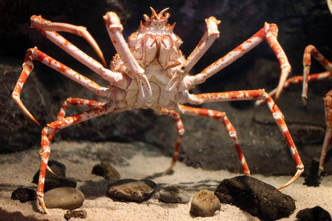 Spider crabs compete to tear the octopus's corpse under the sea Picture 1