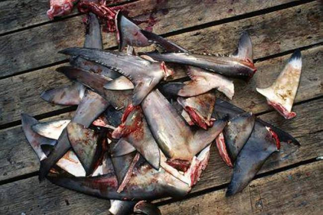 Stop eating food from sharks if you don't want to lose your mind Picture 1