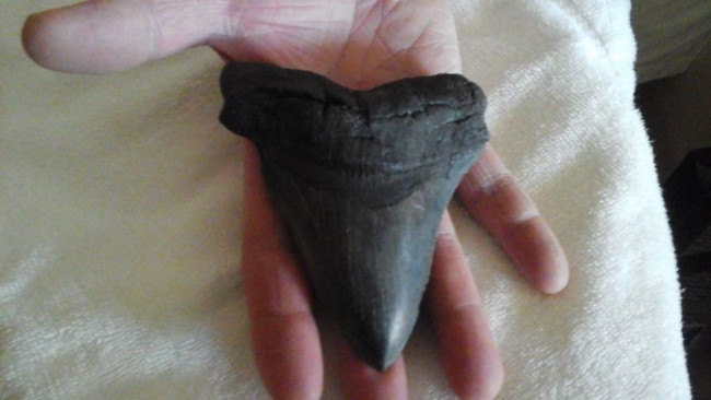 Storm Matthew unearthed giant prehistoric shark teeth Picture 1