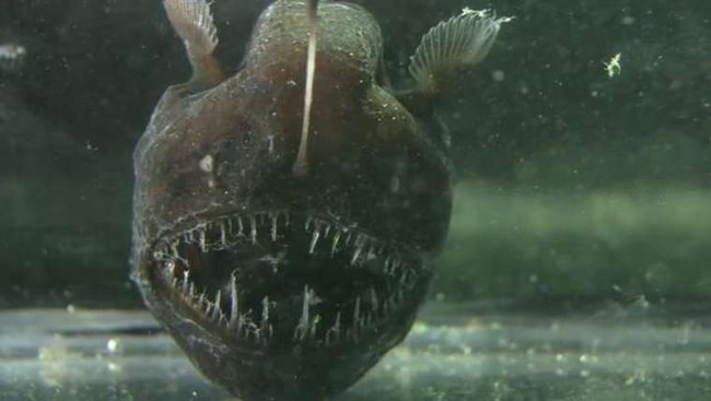 Strange creatures hide deep in the ocean floor Picture 1