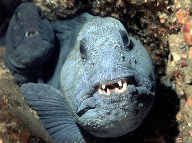 Strange creatures hide deep in the ocean floor Picture 10