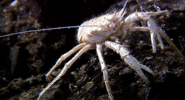 Strange creatures hide deep in the ocean floor Picture 14