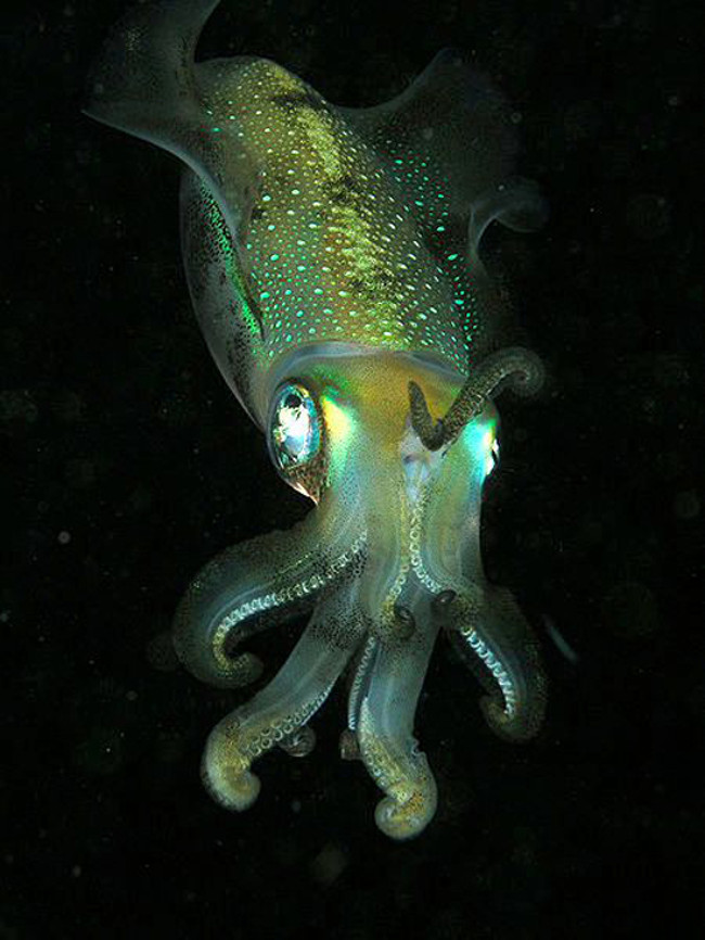 Strange creatures hide deep in the ocean floor Picture 3