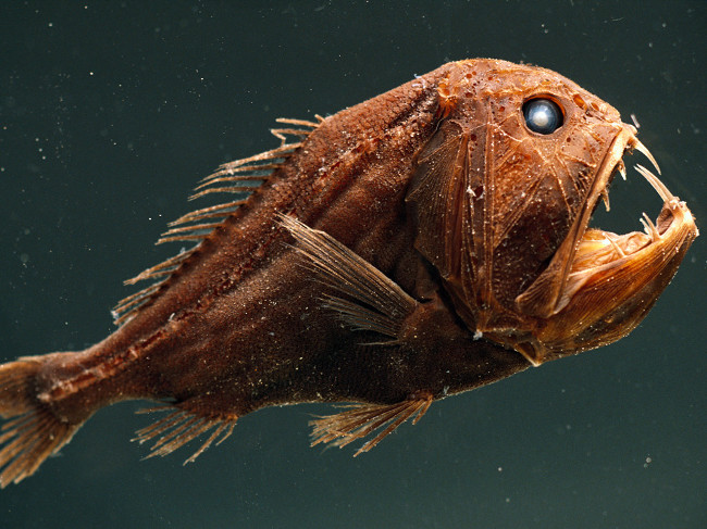 Strange creatures hide deep in the ocean floor Picture 4