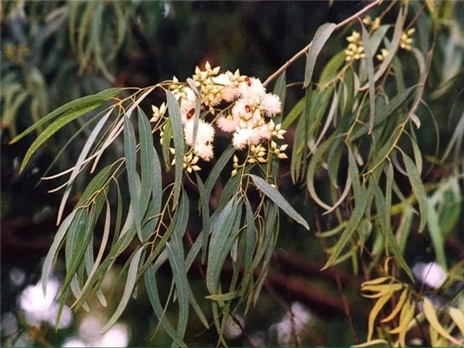 Strange species of plants grow yellow right in Vietnam Picture 3