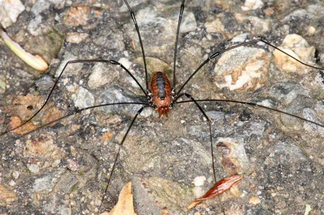 Strange spider species called 'Daddy loves long legs' Picture 11