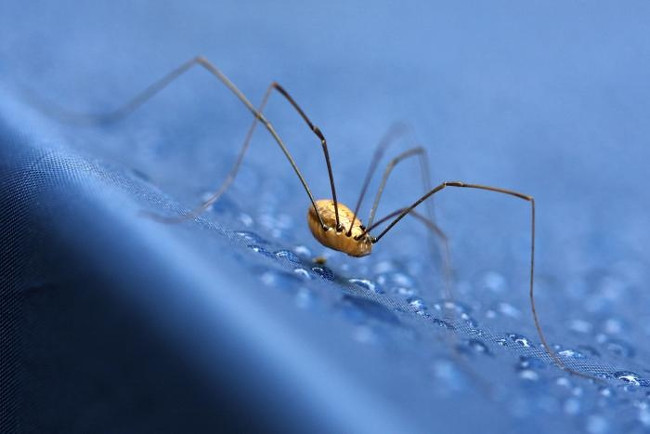 Strange spider species called 'Daddy loves long legs' Picture 12