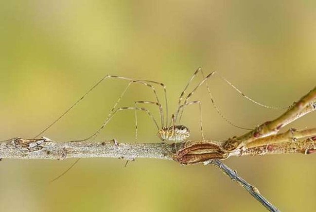 Strange spider species called 'Daddy loves long legs' Picture 14
