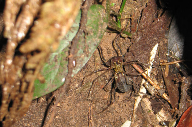 Strange spider species called 'Daddy loves long legs' Picture 15