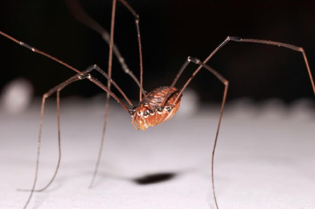 Strange spider species called 'Daddy loves long legs' Picture 5