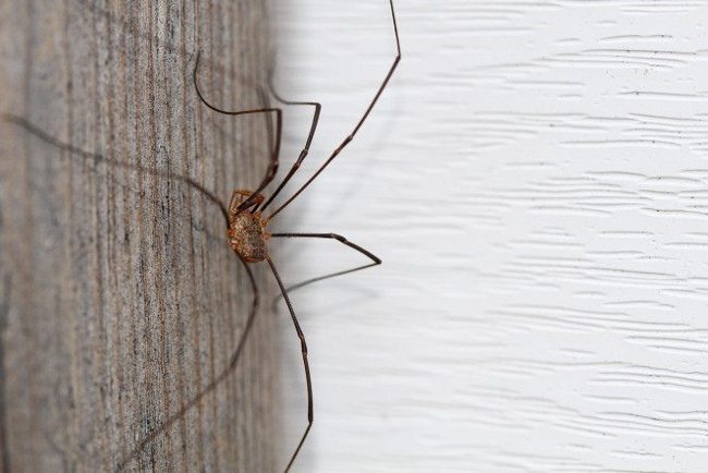 Strange spider species called 'Daddy loves long legs' Picture 8