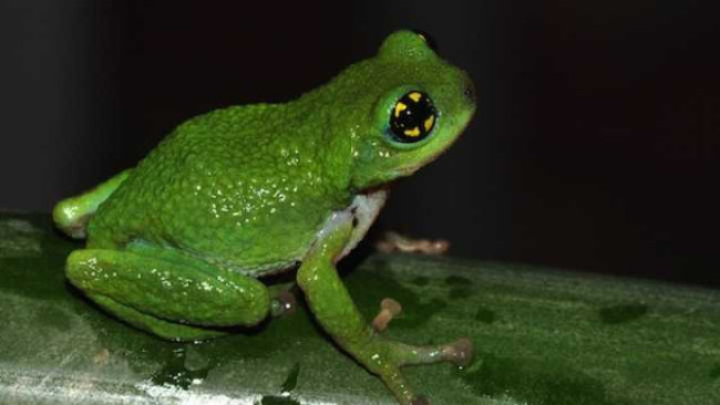 Strange story about frogs laying eggs and taking eggs in bamboo trees Picture 1