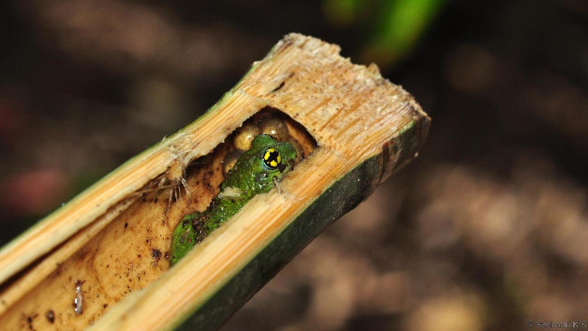 Strange story about frogs laying eggs and taking eggs in bamboo trees Picture 2