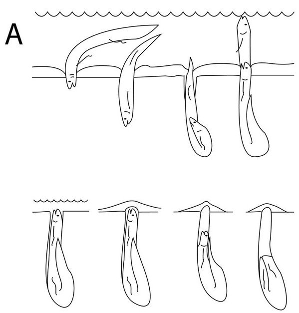 Strangely, fish can live on land for five years without dying Picture 4