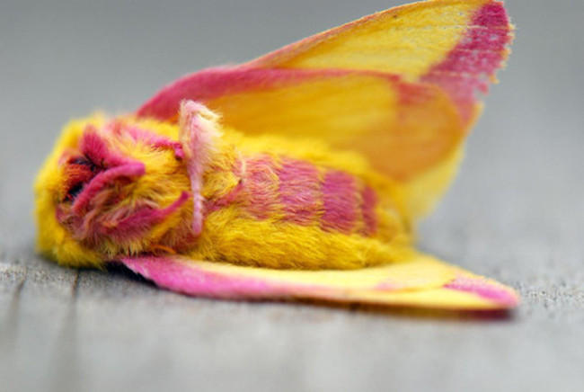 Strangely, moths of brilliant colors are extremely similar to stuffed animals Picture 4