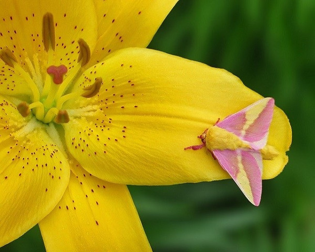 Strangely, moths of brilliant colors are extremely similar to stuffed animals Picture 5