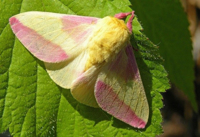 Strangely, moths of brilliant colors are extremely similar to stuffed animals Picture 6