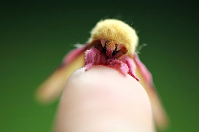 Strangely, moths of brilliant colors are extremely similar to stuffed animals Picture 7