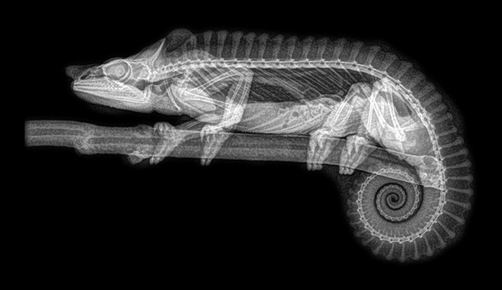 Stun with X-ray images of zoo animals Picture 1