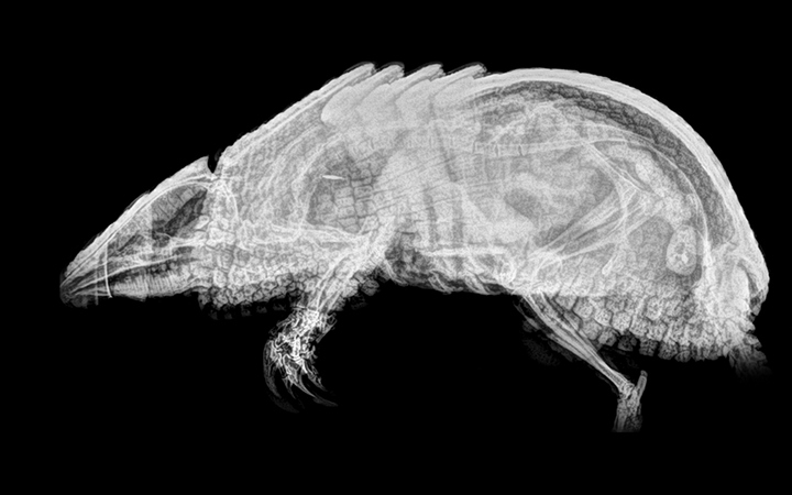 Stun with X-ray images of zoo animals Picture 11