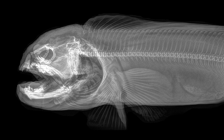 Stun with X-ray images of zoo animals Picture 12