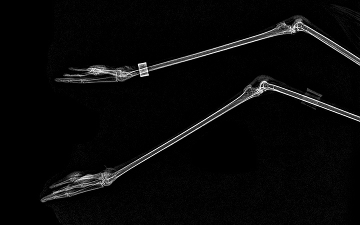 Stun with X-ray images of zoo animals Picture 13