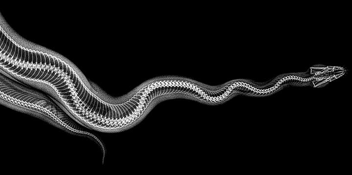 Stun with X-ray images of zoo animals Picture 2