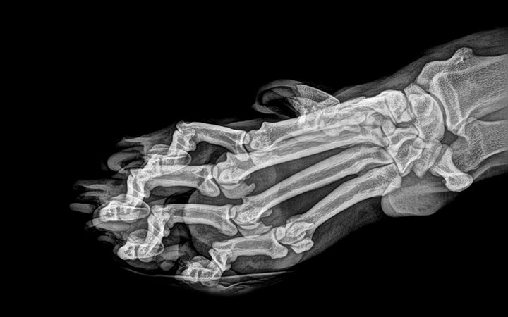 Stun with X-ray images of zoo animals Picture 3