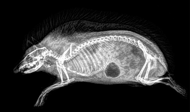 Stun with X-ray images of zoo animals Picture 4