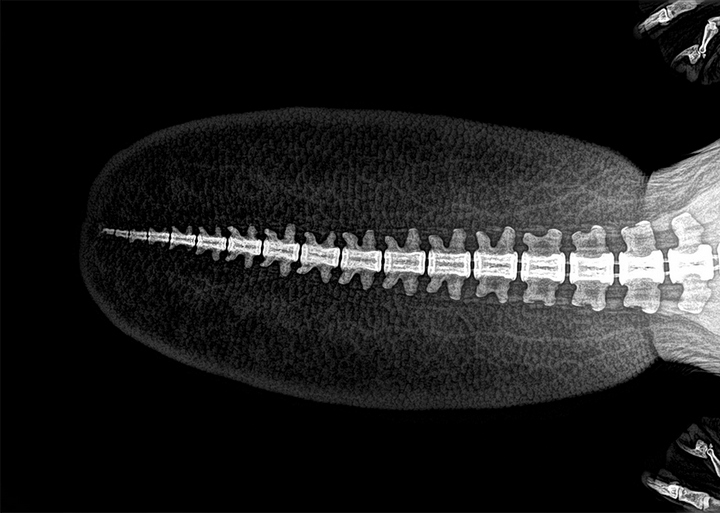 Stun with X-ray images of zoo animals Picture 5