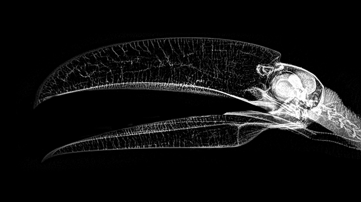 Stun with X-ray images of zoo animals Picture 6