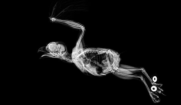 Stun with X-ray images of zoo animals Picture 8