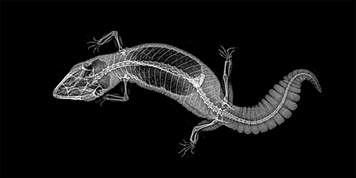 Stun with X-ray images of zoo animals Picture 9