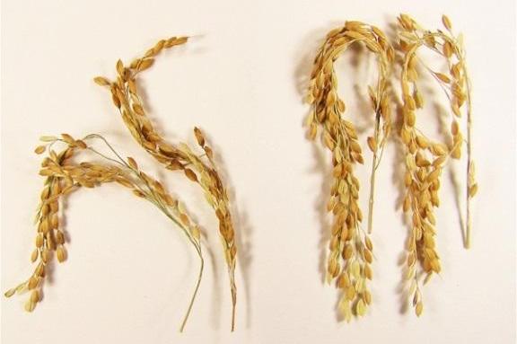 Successful production of Eco-Eco rice reduces climate change Picture 2